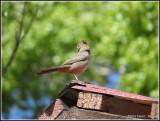 Canyon Towhee