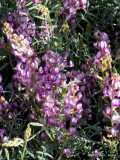 Lupine    0372