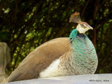 Peahen   0498