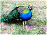 Peacock     0542