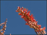 Ocotillo Blossoms   P4172289