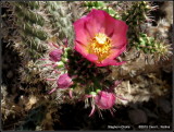 Staghorn Cholla     IMG_0712