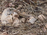 Earless Lizard     P5112583