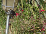 Black Swallowtail     P6142806