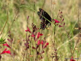 Black Swallowtail          P6142821