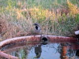 Black-throated Sparrow      IMG_2241