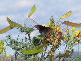 Black Swallowtail     IMG_2701