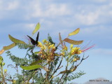 Black Swallowtail      IMG_2691
