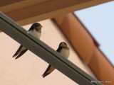 Barn Swallows     IMG_2882