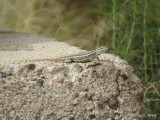 A Lizard      IMG_2504