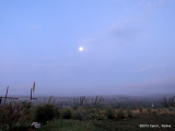 Early Morning Fog     IMG_3532
