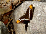 California (Arizona) Sister Butterfly     3802