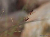 Round-necked Longhorn Beetles   P9133470