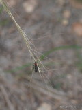 Round-necked Longhorn Beetle     P9133472
