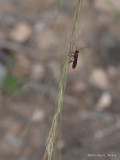 Round-necked Longhorn Beetle     P9133471