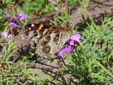 10 09 2015 American Lady