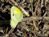 Dainty Sulphur     IMG_5846