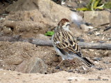 Chipping Sparrow     IMG_4911