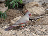 Pyrrhuloxia     IMG_4991