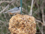 White-breasted Nuthatch     IMG_5399