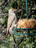 Red-shafted Northern Flicker     IMG_6245