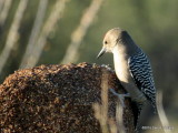 Gila Woodpecker       IMG_0282