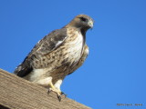 Red-tailed Hawk     IMG_1424