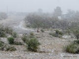 Snowing In SE Arizona!     IMG_0956