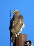 Red-tailed Hawk     IMG_0939