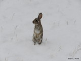 Bunny in the Snow!     IMG_2419