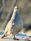 01 13 2016 Scaled Quail