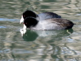 American Coots IMG_7505
