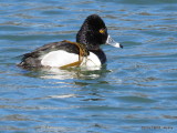 Ring-necked Duck IMG_7794