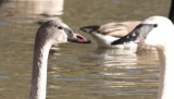  Tundra Swan (left) and Trumpeter Swan (right)