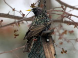 European Starling.  They are such beautiful birds, even though they are so bad for our native birds.