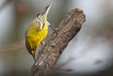 Pine Warbler