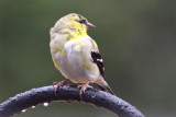 American Goldfinch