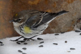 Another (or the same) Yellow-rumped Warbler