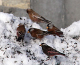 Black Rosy Finch in foreground, with Gray-crowned Rosy Finches