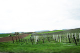 Vinyards outside Billigheim at 79 km/hour- under the speed limit.