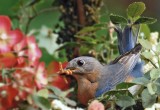 Female Bluebird