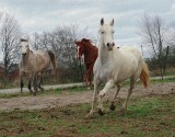 A few horse photo's