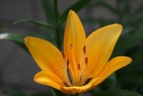 Flora