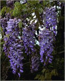 Westeria