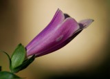 Foxglove 1