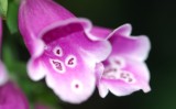 Foxglove 2