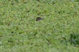 Masked Duck