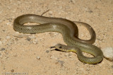 <i>Coluber constrictor flaviventris</i><br>Eastern Yellow-bellied Racer
