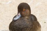 Red-crested Pochard