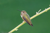 Rufous/Allens Hummingbird<br>female
